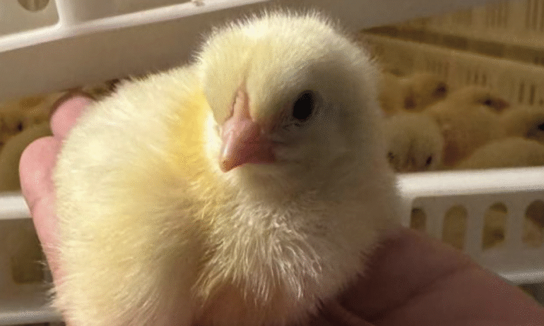 FERMAV Industries franchit une étape majeure avec la sortie de son premier lot de poussins